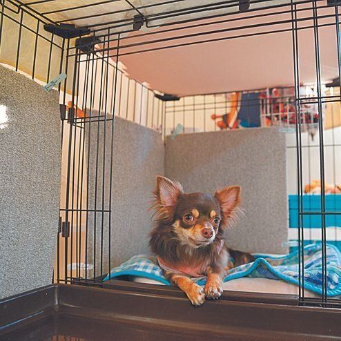 発作でケガをしないよう、留守番は必ずケージの中で