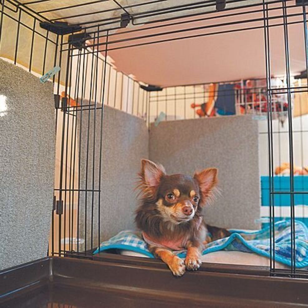 障がいを抱えた愛犬の日々のお世話がつらい 落ち込む私を救ってくれた娘の言葉 いぬのきもちweb Magazine 障がいを抱えた愛犬の日々のお世話がつらい 落ち込む私を救ってくれた娘の言葉 いぬのきもちweb Magazine