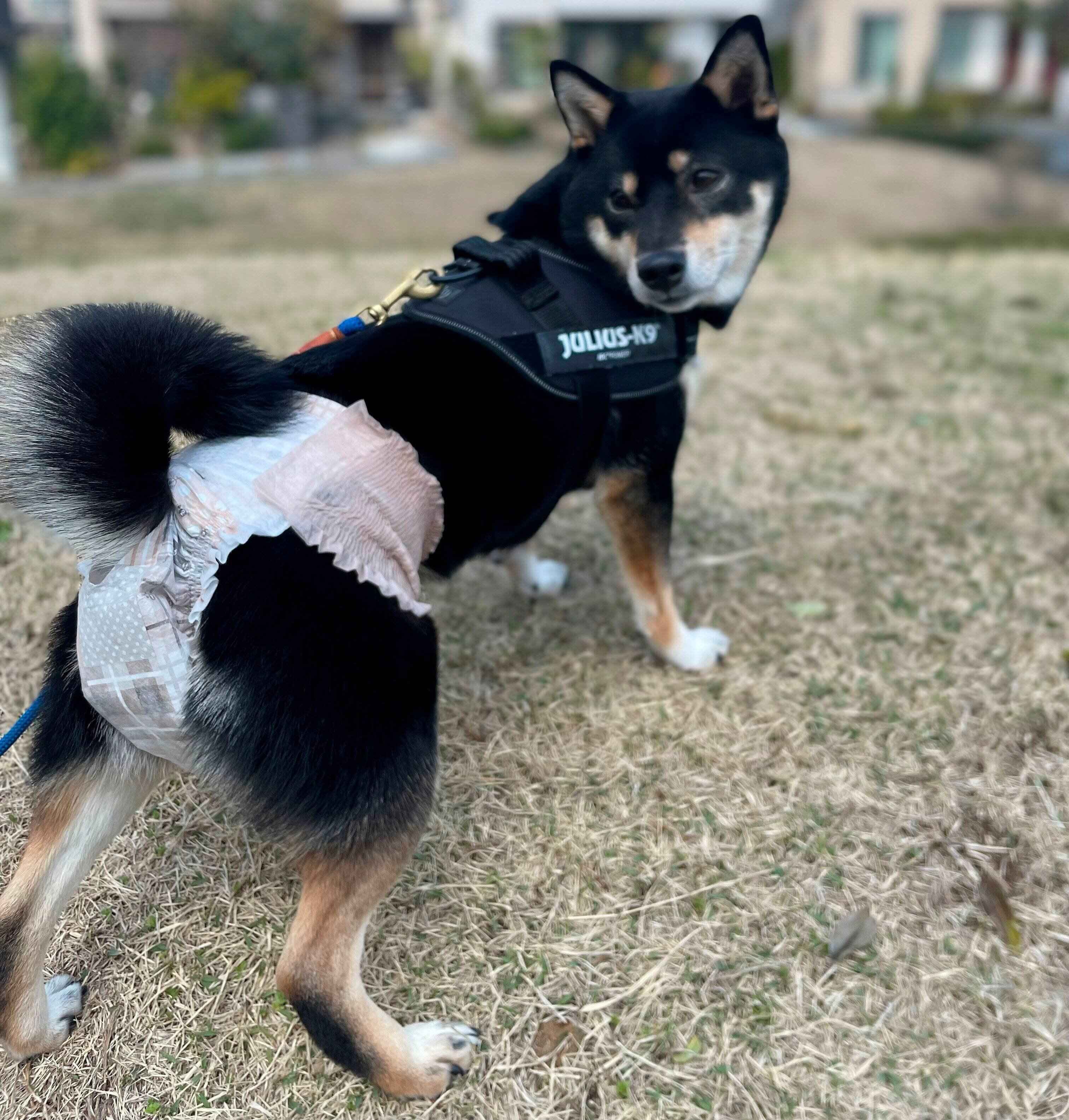 「エリエールPet キミおもい のびのび動けるアクティブウェア」をはいた柴