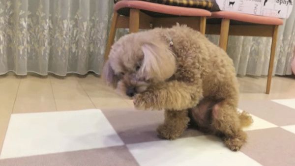 ネコ化するトイ・プードル