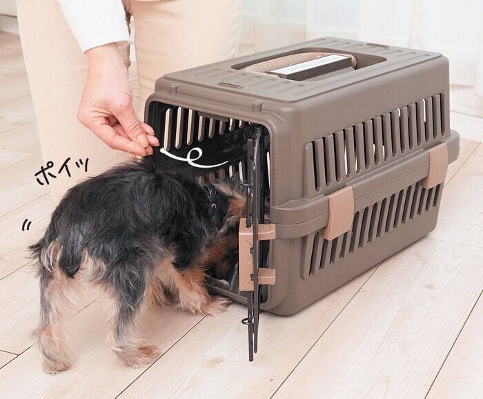 おやつを食べに入る犬