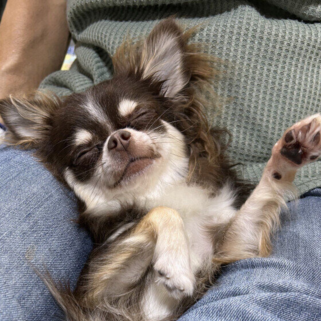 犬 寝 てる 時 ピクピク