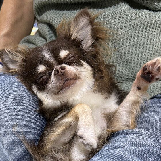 寝ながらダッシュ? 犬が寝ているときに足をピクピク動かす理由と注意点 いぬのきもち