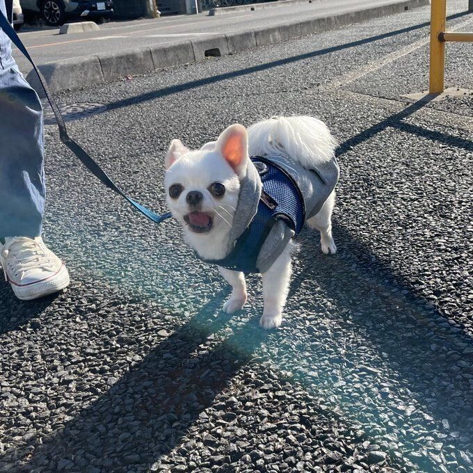 お散歩中のしらたまくん