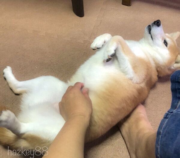 撫でてもらうりんちゃん