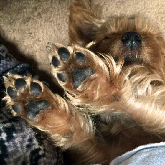 ヨークシャー・テリアのひじきくん