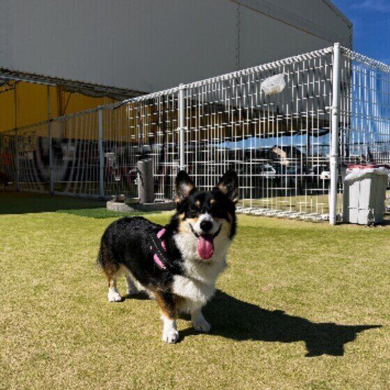 ドッグランで遊ぶたびちゃん（ウェルシュ・コーギー・ペンブローク）