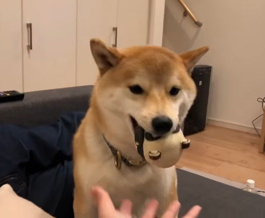 おもちゃをくわえる柴犬こてつ君