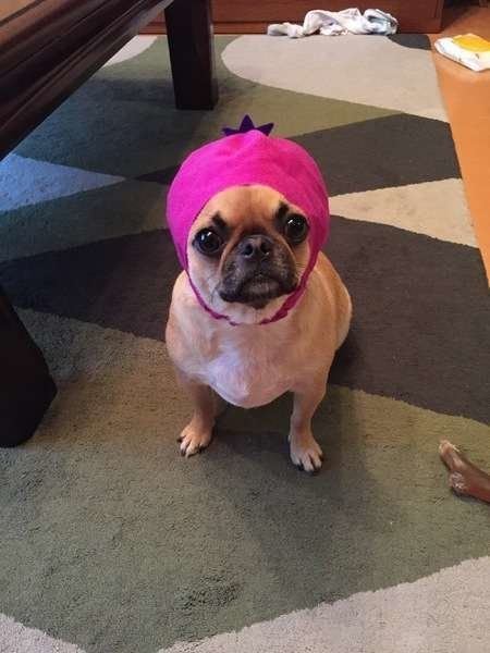 犬も人と同じように食物繊維が大事 正しい与え方を知っておこう いぬのきもちweb Magazine