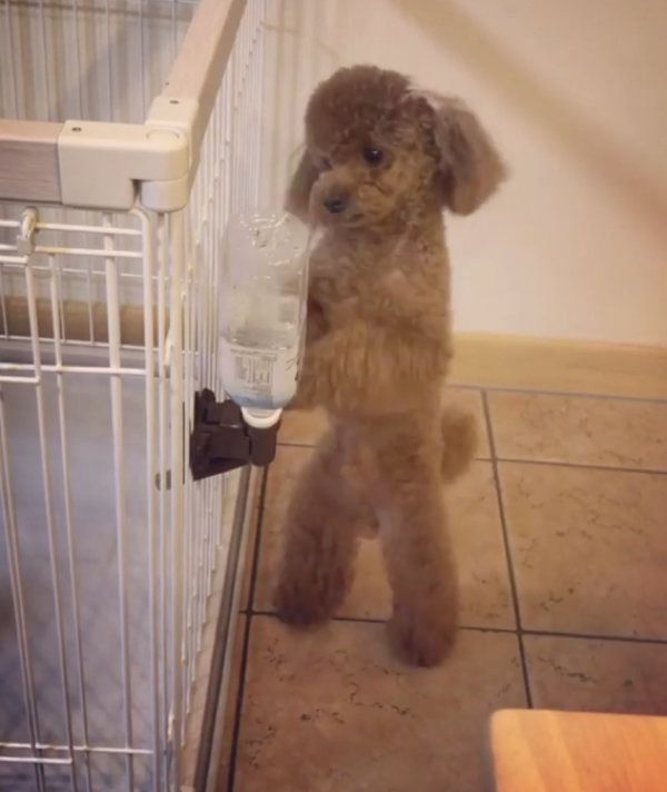 ボクシングをするトイ・プードル