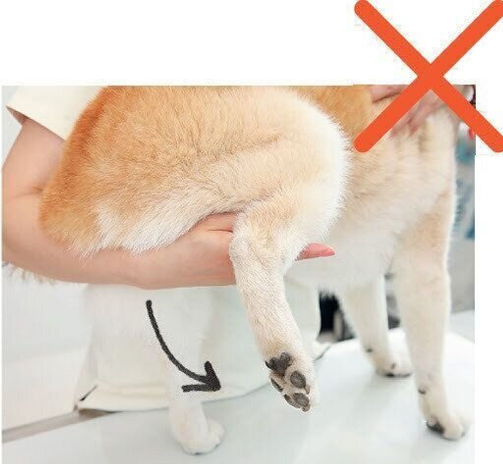 犬の足のケア 爪切りの 勘違いポイント とは 正しいケア方法も いぬのきもちweb Magazine 犬の足のケア 爪切りの 勘違いポイント とは 正しいケア方法も いぬのきもちweb Magazine