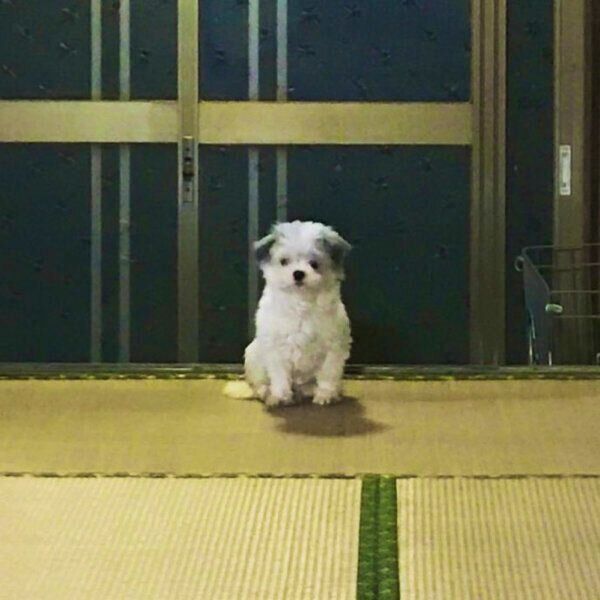 5年前、保護したてのカマンちゃん