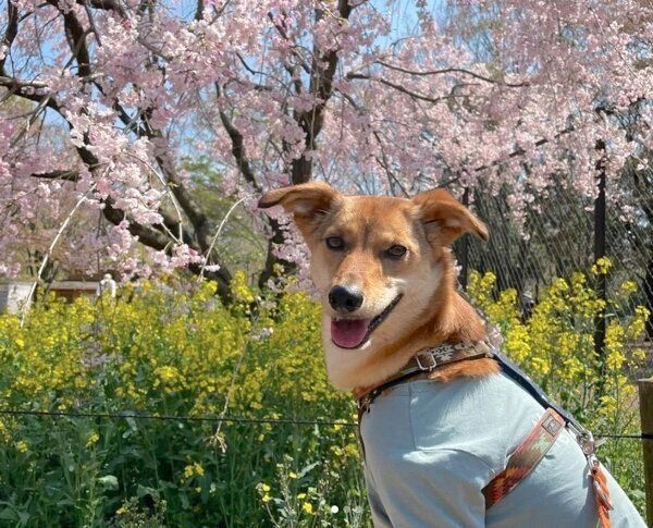 お散歩を楽しむ華ちゃん