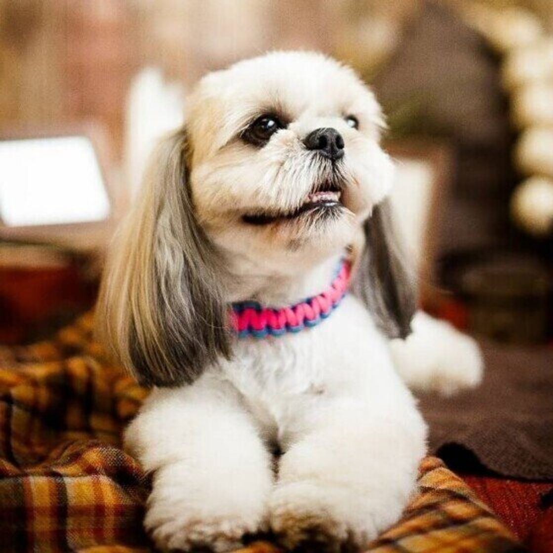 怖がりの犬ってどんな犬 怖がりの愛犬と暮らす注意点 いぬのきもちweb Magazine 怖がりの犬ってどんな犬 怖がりの愛犬と暮らす注意点 いぬのきもちweb Magazine