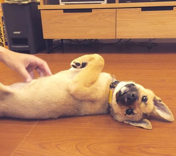 おなかを撫でてもらうあずきちゃん