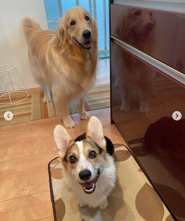 キッチンにいる飼い主さんを見守る、シャロンちゃんとモグくん