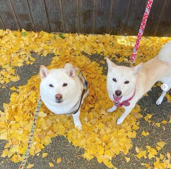 お出かけを楽しむ琴ちゃんとりきまるくん