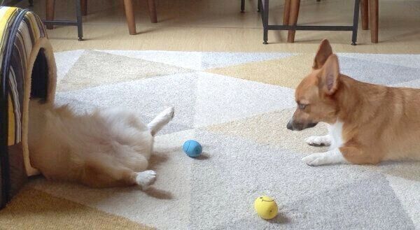 ヘソ天するむうちゃんを見つめるちいくん