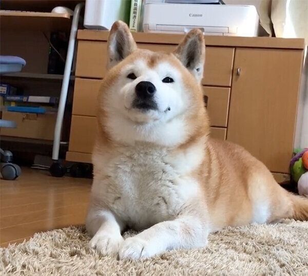 見つめるロペさん