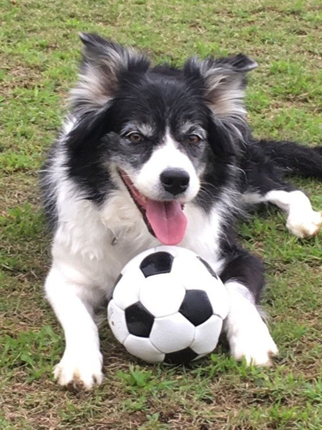 獣医師監修 ボーダーコリーは賢いって本当 しつけのコツは いぬのきもちweb Magazine