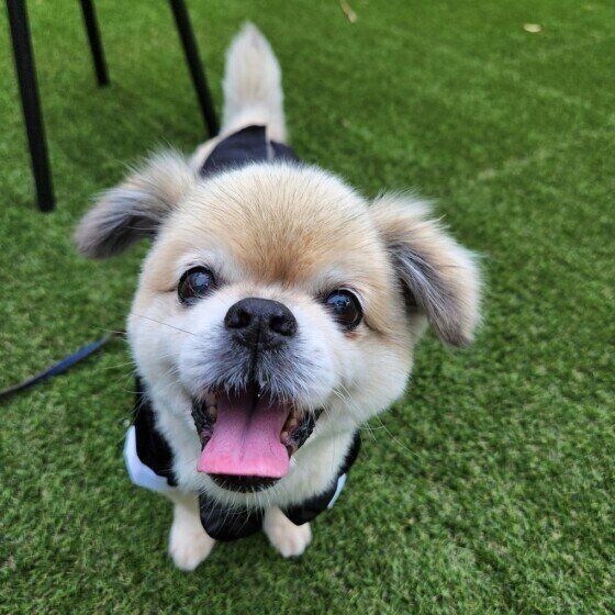 犬パラインフルエンザ感染症ってどんな病気? いぬのきもち