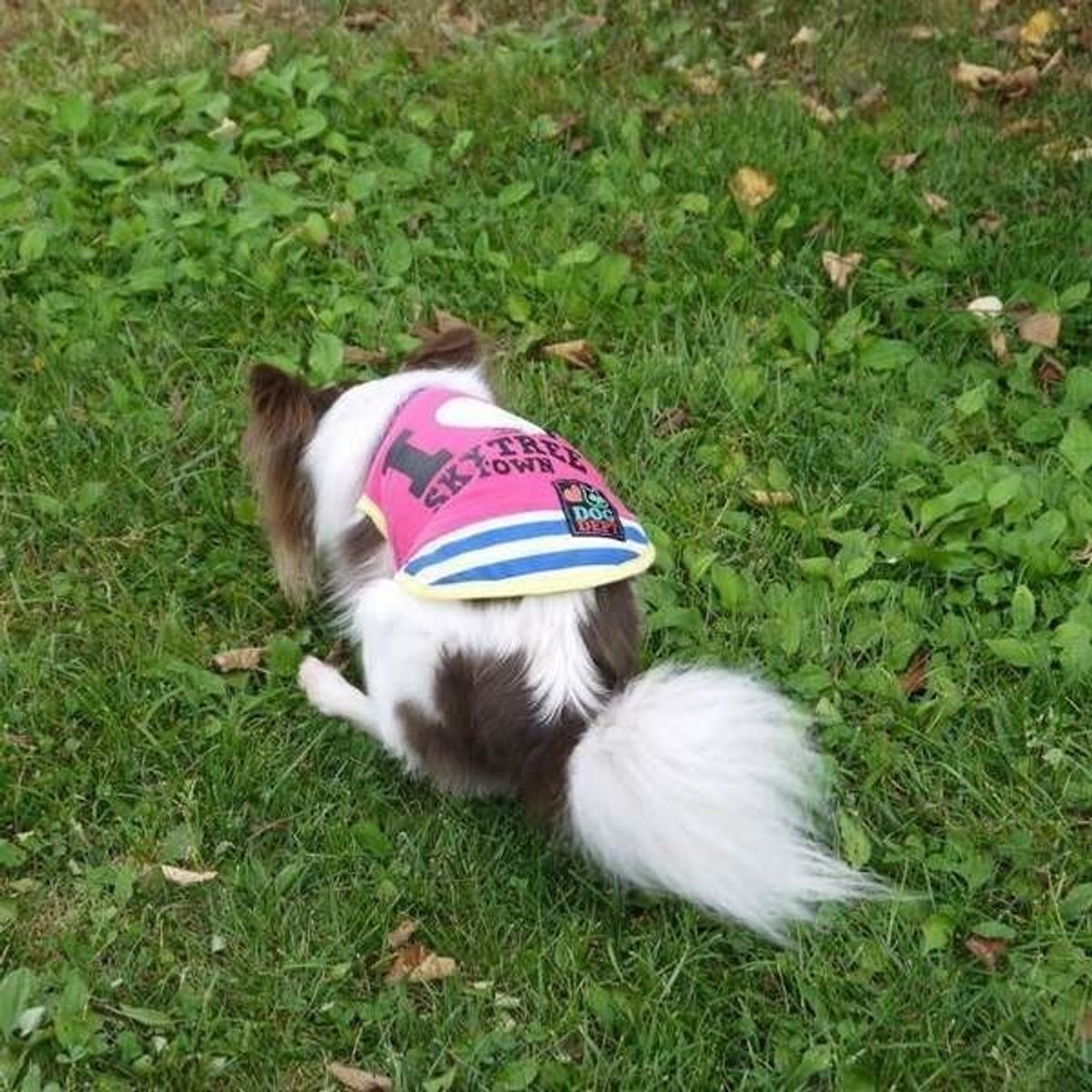 獣医師監修 愛犬が便秘に ウンチを写真で比較し症状や解消法を解説 いぬのきもちweb Magazine 獣医師監修 愛犬が便秘に ウンチを写真で比較し症状や解消法を解説 いぬのきもちweb Magazine