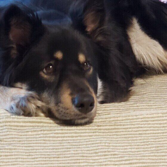 上目づかいするそらくん（MIX）