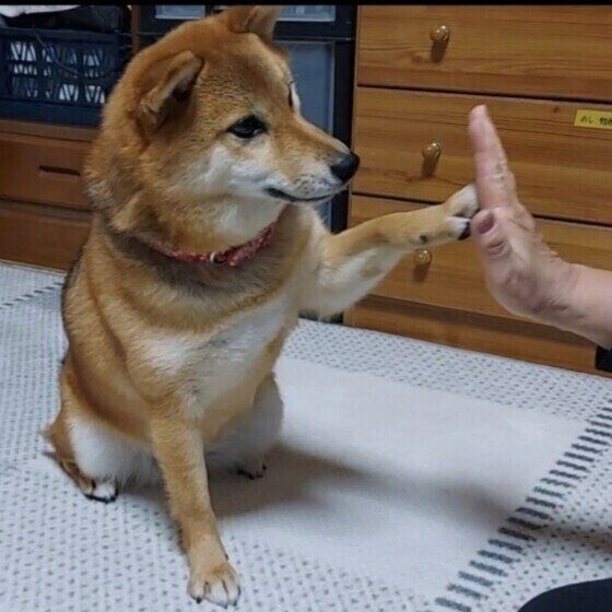 柴のきなこちゃん