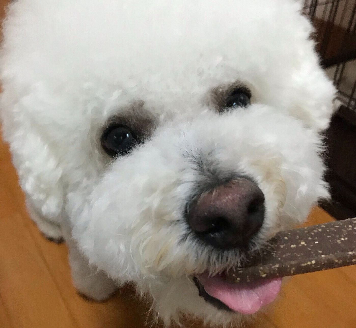 Pr 獣医師が教えます 愛犬のストレスを 噛むこと で軽減する方法 いぬのきもちweb Magazine Pr 獣医師が教えます 愛犬のストレスを 噛むこと で軽減する方法 いぬのきもちweb Magazine