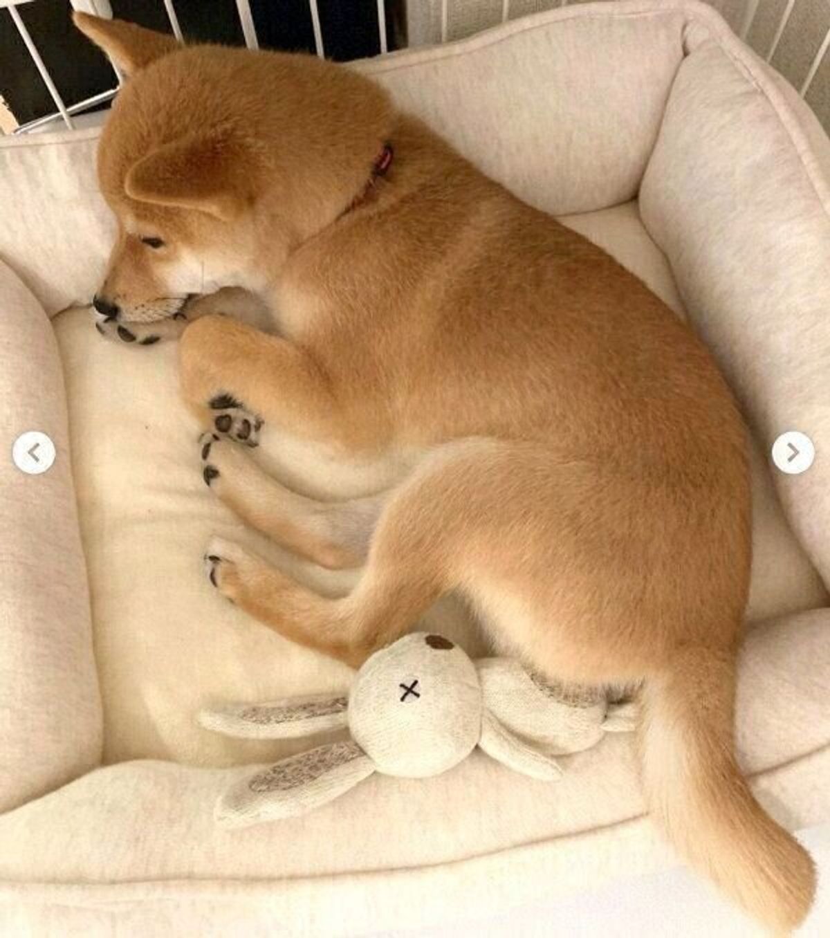 子犬時代からの相棒 うさぎのぬいぐるみ を大事にする豆柴 成長した今も変わらない関係性にほっこり いぬのきもちweb Magazine 子犬時代からの相棒 うさぎのぬいぐるみ を大事にする豆柴 成長した今も変わらない関係性にほっこり いぬのきもちweb Magazine