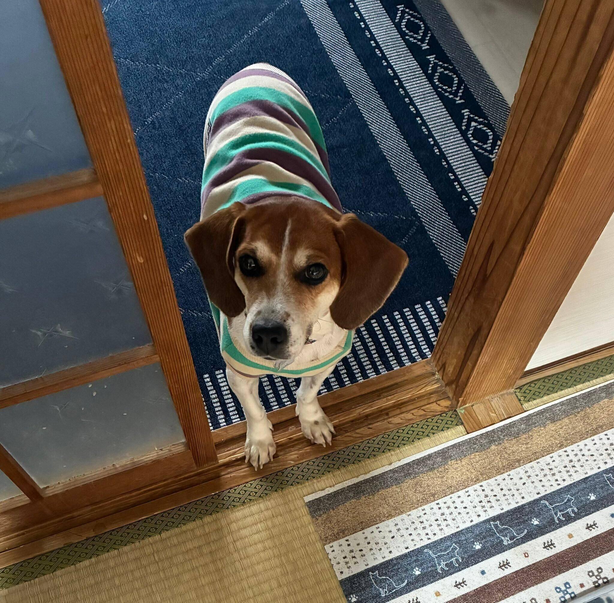 ゴハンのおかわりを期待するこいぬこちゃん