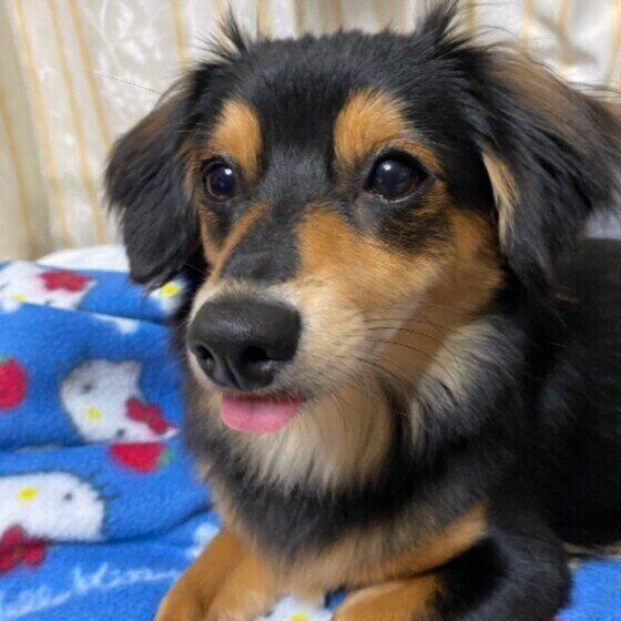 ベロが出ちゃう犬