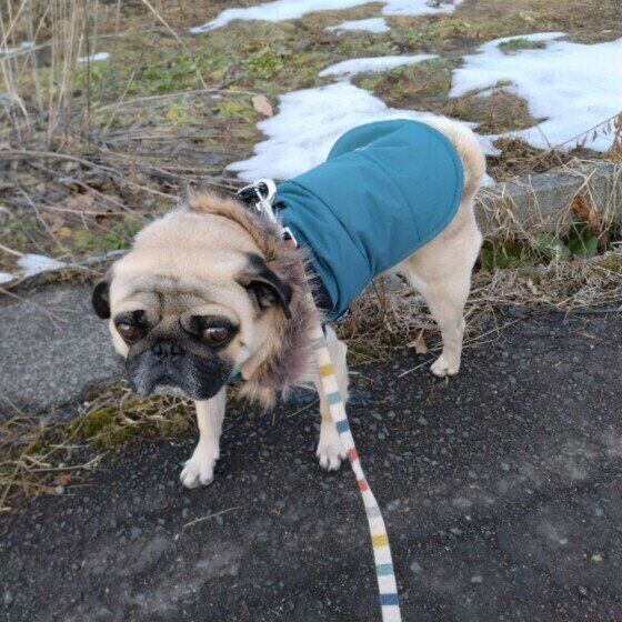 お散歩をするパグのトトくん