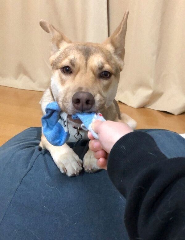 靴下を奪うあんこちゃん