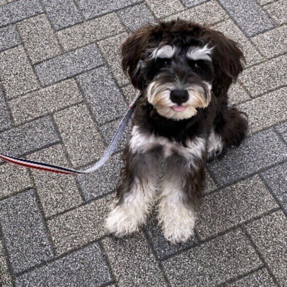 お散歩するミニチュア・シュナウザー