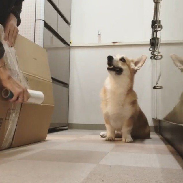 作業を見守るアロマちゃん