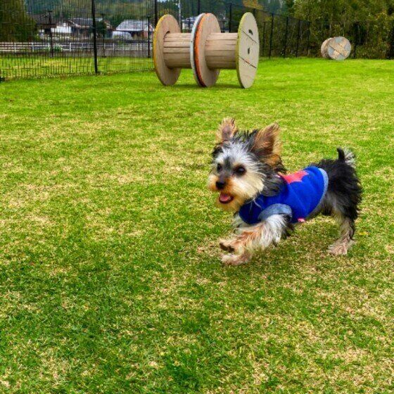 ドッグランで走るヨークシャー・テリア