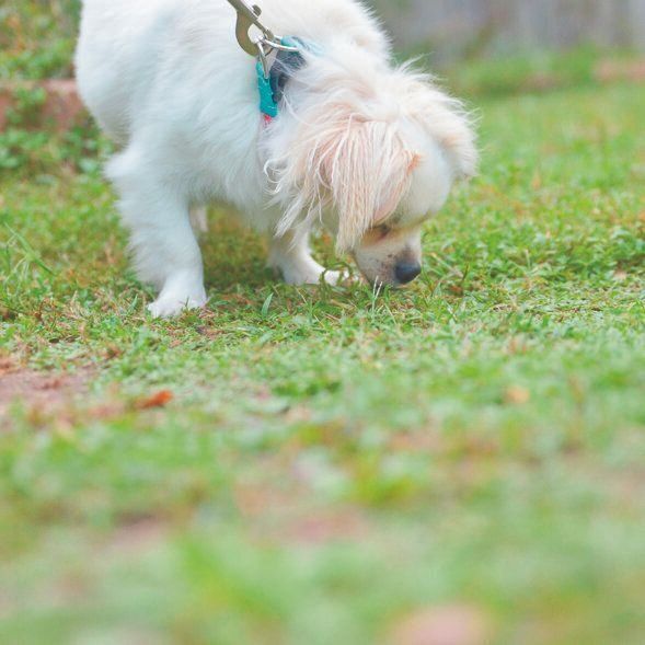 大好きな散歩のとき、ムゥくんはニオイによって自分がいる場所を把握。刺激になるよう異なるコースを回るようにしています