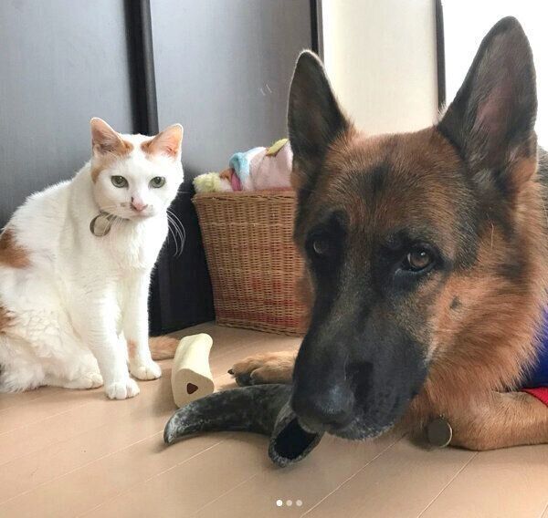 バトンちゃんと先住猫