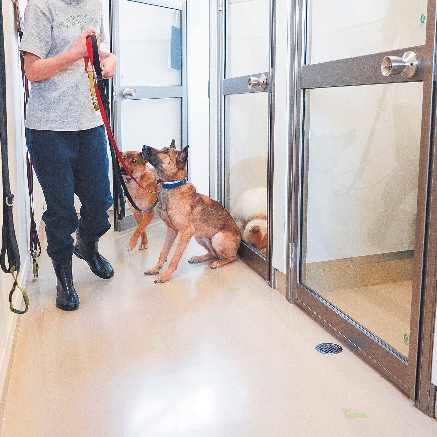 新たに増設された保護犬専用の犬舎。以前の施設では迎えられる保護犬は５～６頭でしたが、現在は最大15頭の犬たちを迎えられるように