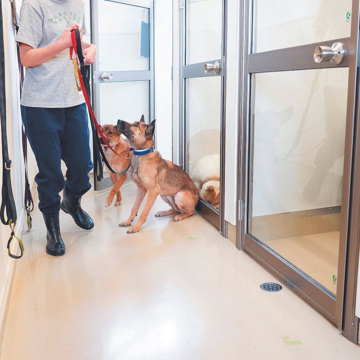 新たに増設された保護犬専用の犬舎。以前の施設では迎えられる保護犬は5~6頭でしたが、現在は最大15頭の犬たちを迎えられるように