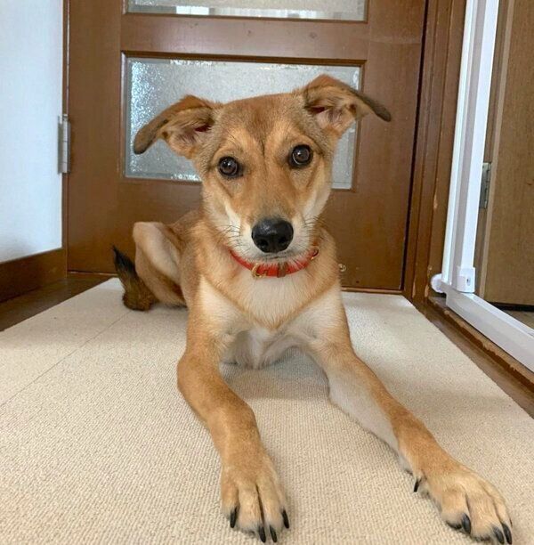 見つめる華ちゃん