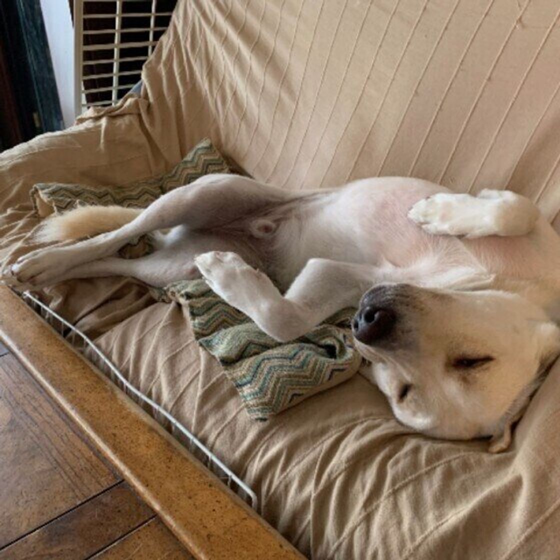 犬が ヘソ天 するのはなぜ 愛くるしいゴロ ン をご紹介 いぬのきもちweb Magazine 犬が ヘソ天 するのはなぜ 愛くるしいゴロ ン をご紹介 いぬのきもちweb Magazine
