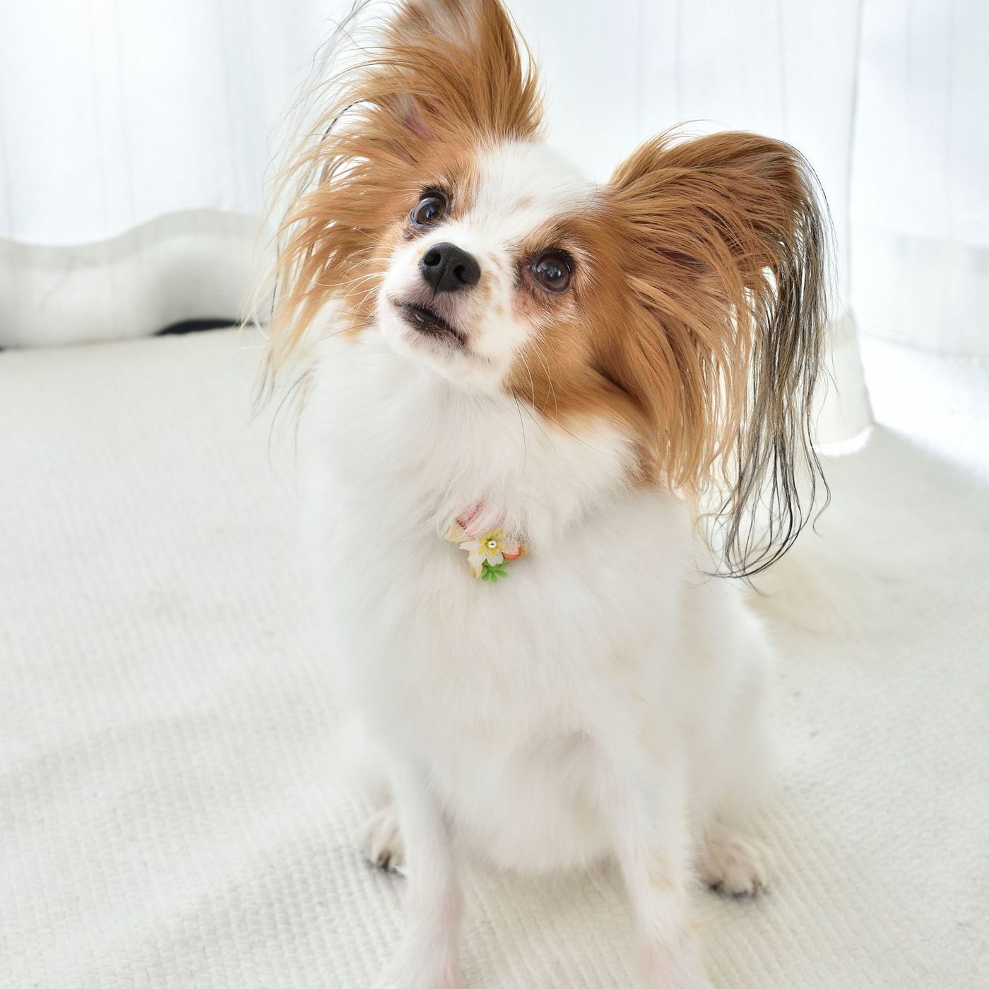 ウンチの後ダッシュする犬は何割 気になるしぐさをする犬を大調査 いぬのきもちweb Magazine ウンチの後ダッシュする犬は何割 気になるしぐさをする犬を大調査 いぬのきもちweb Magazine