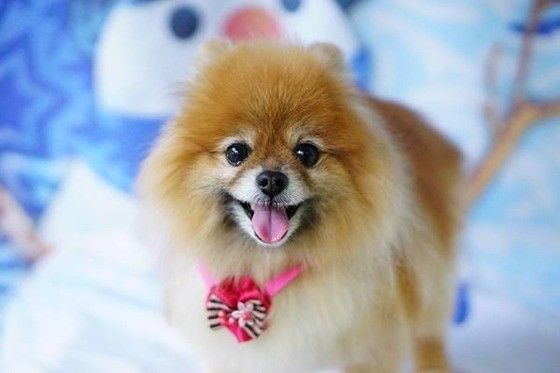 青い背景の前でとびっきりの笑顔のポメラニアン