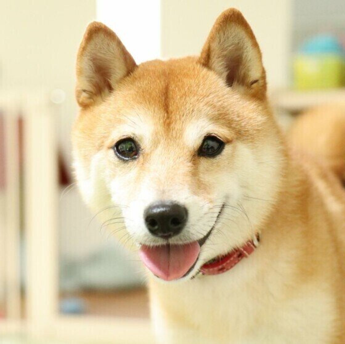 そばにいてくれてありがとう とにかく全部が愛おしい 飼い主さんのコメントにグッとくる 犬の日企画 調査 Vol 3 いぬのきもちweb Magazine そばにいてくれてありがとう とにかく全部が愛おしい 飼い主さんのコメントにグッとくる 犬の日企画 調査 Vol 3 いぬのきもちweb Magazine