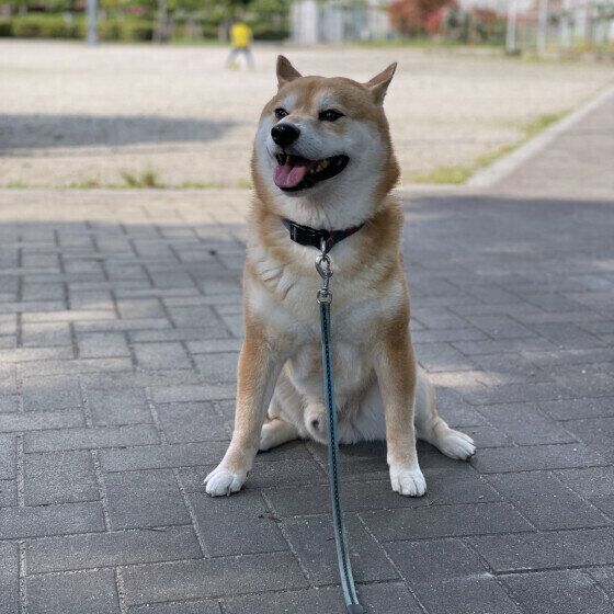 お散歩する柴のれおくん