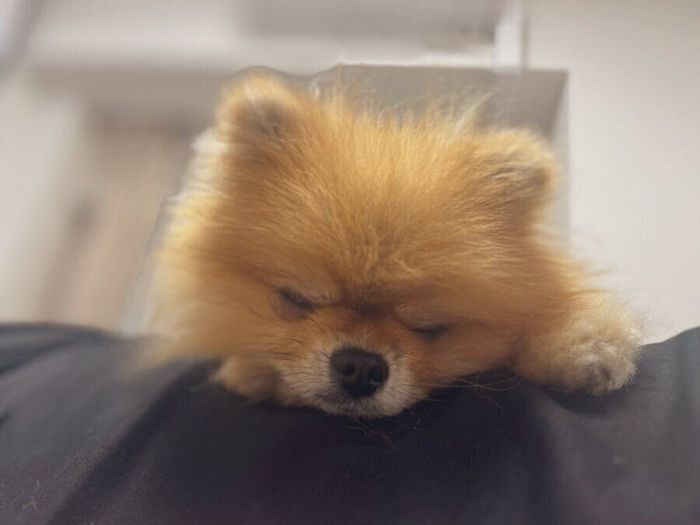 別の日の様子。眠りに落ちるルンドちゃん