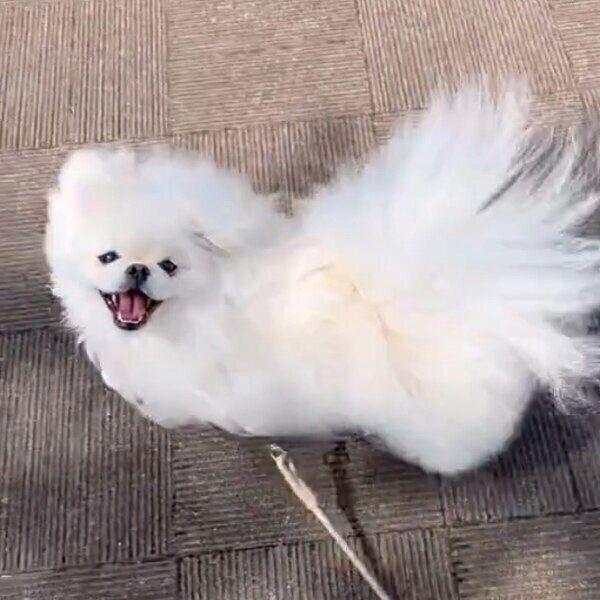 木の実を見るとニコニコになるなんこつちゃん