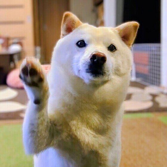 おやつをください♪前足ちょいちょいでアピール